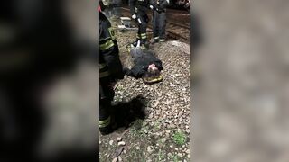 Young woman hit by train in Moscow region
