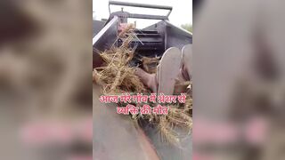 Horrific Thresher Accident in Rajasthan: Young Man Killed While Processing Wheat Crop