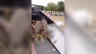 Horrific Thresher Accident in Rajasthan: Young Man Killed While Processing Wheat Crop