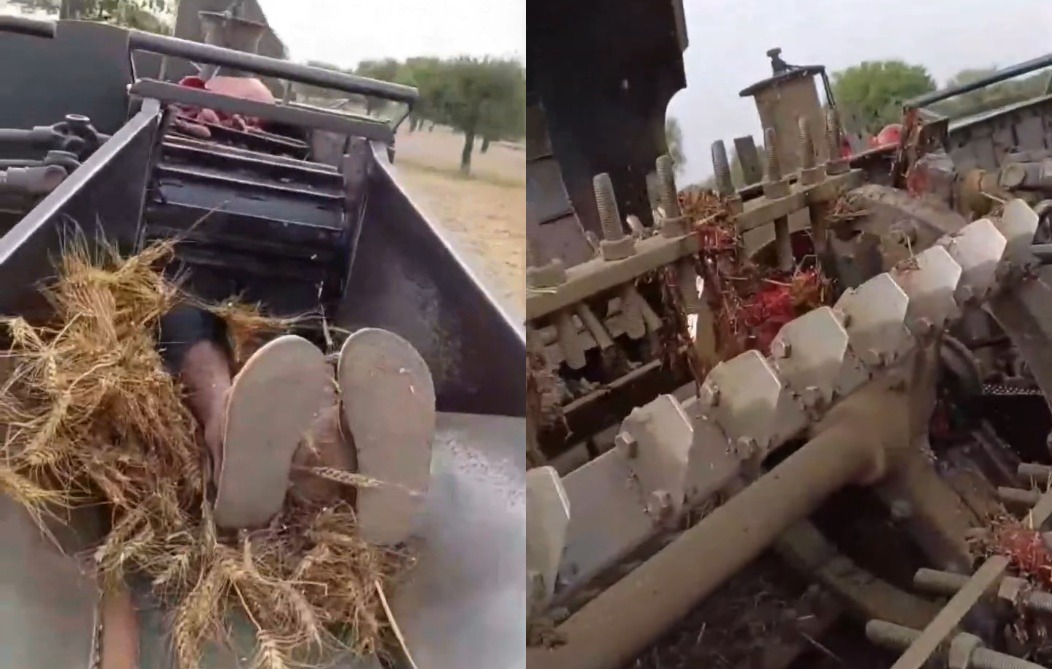Horrific Thresher Accident in Rajasthan: Young Man Killed While Processing Wheat Crop