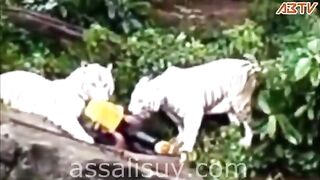 White Bengal tigers kill their keeper [full video + consequences + context]