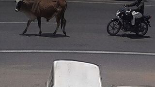 Young Biker Seriously Hurt After Stray Bull Suddenly Dashes onto Road in Rajkot