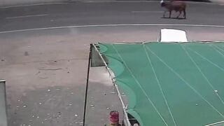 Young Biker Seriously Hurt After Stray Bull Suddenly Dashes onto Road in Rajkot