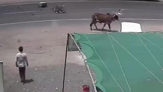 Young Biker Seriously Hurt After Stray Bull Suddenly Dashes onto Road in Rajkot