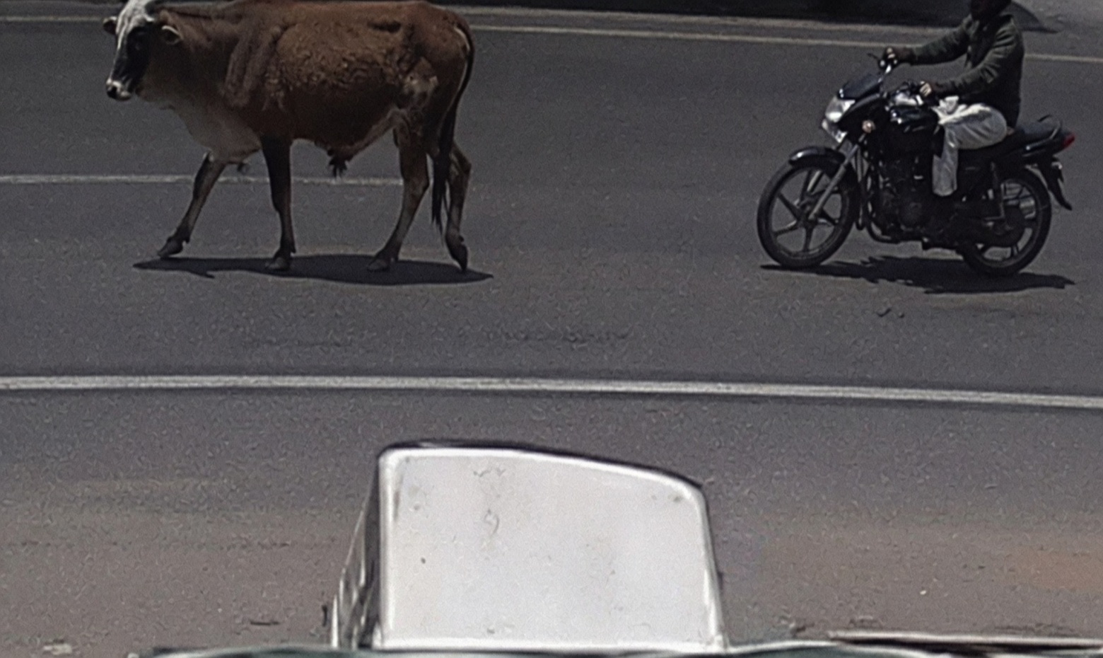 Young Biker Seriously Hurt After Stray Bull Suddenly Dashes onto Road in Rajkot