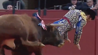 Bullfighter Gored In The Ass, Seriously Injured On Arena In Spain