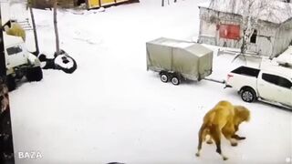 Animals Seem To Want To Destroy Humans (Compilation)