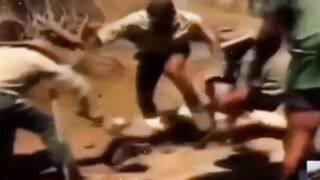 Animals Seem To Want To Destroy Humans (Compilation)