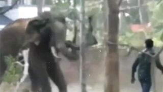 Animals seem to want to destroy humans (compilation)