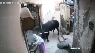 Animals Seem To Want To Destroy Humans (Compilation)