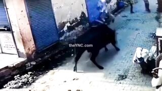 Animals Seem To Want To Destroy Humans (Compilation)