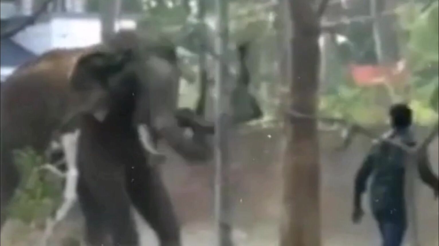 Animals Seem To Want To Destroy Humans (Compilation)