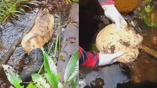 Decapitated Male Body Found Hidden In The Jungle