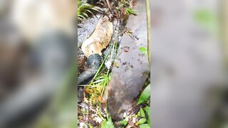 Decapitated Male Body Found Hidden In The Jungle