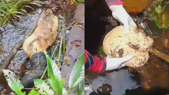 Decapitated Male Body Found Hidden In The Jungle