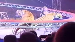 DAMN: Tiger Escapes the Circus in Russia!