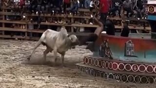 Bull vs Idiot 1:0