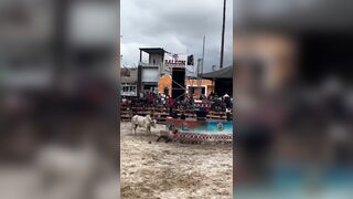 Bull vs Idiot 1:0