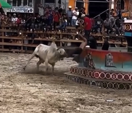 Bull vs Idiot 1:0