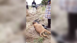 Woman Caught With Stolen Goats, Beaten By Village Authorities