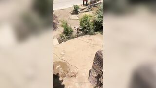 Leopard Attacking Forest Guards During Rescue Operation In India