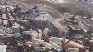 Live In Trash,, Die In Trash