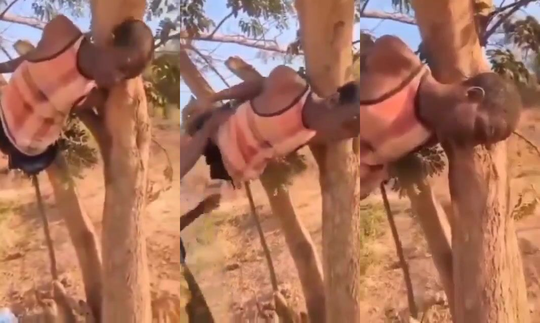 Interrogation Of Tied To The Tree Boko Haram Member