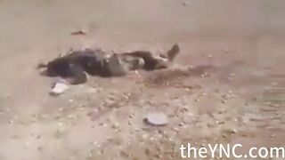 A Dead Islamic State Member Was Bulldozed Repeated Rolling