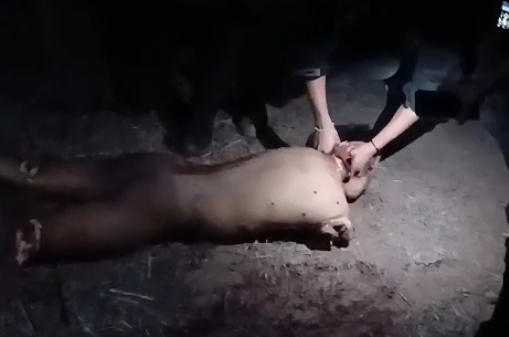 Laughing While They Slice: Cartel Sicarios Toy with a Rival Using Razor-Sharp Knives