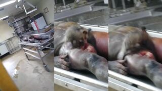 Classic:An Animal Is Eating A Corpse In The Morgue