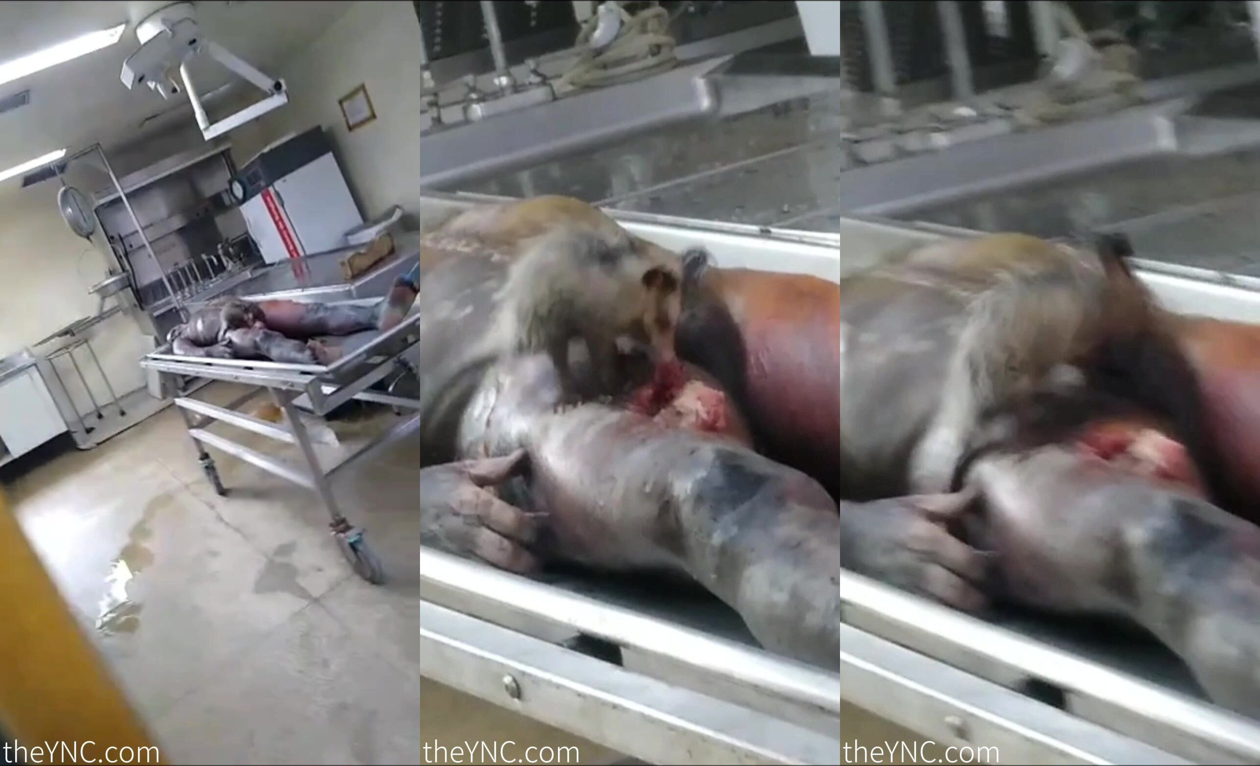 Classic:An Animal Is Eating A Corpse In The Morgue