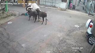 Horrifying Bull Attack on Farmer Caught on Camera in Tamil Nadu