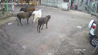 Horrifying Bull Attack on Farmer Caught on Camera in Tamil Nadu