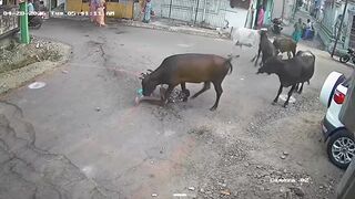 Horrifying Bull Attack on Farmer Caught on Camera in Tamil Nadu
