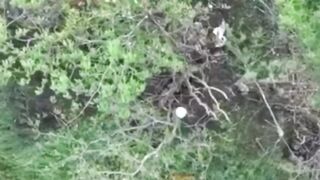 Elimination of "wild boar dens"
