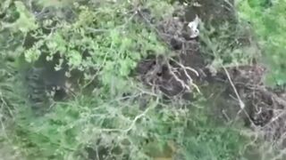 Elimination of "wild boar dens"