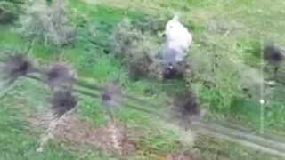 Elimination of "wild boar dens"