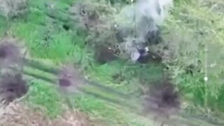 Elimination of "wild boar dens"