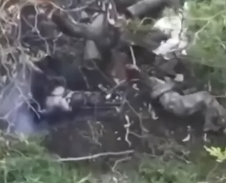 Elimination of "wild boar dens"