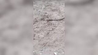 Man Dies After Getting Bitten By Snake