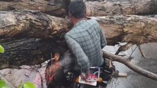 Crushed By Fallen Tree Motorcyclist Screams In Pain Next To Dead Friend