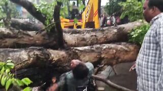 Crushed By Fallen Tree Motorcyclist Screams In Pain Next To Dead Friend
