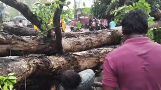 Crushed By Fallen Tree Motorcyclist Screams In Pain Next To Dead Friend