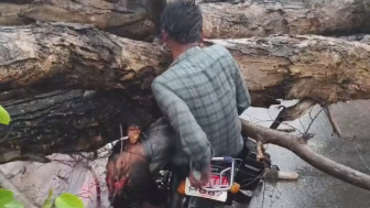 Crushed By Fallen Tree Motorcyclist Screams In Pain Next To Dead Friend