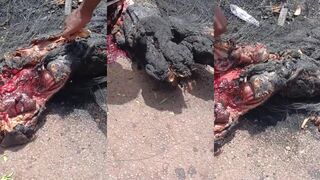 Jihadists Cut Into Charred Remains For Cannibal Feast