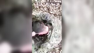 They pissed on America