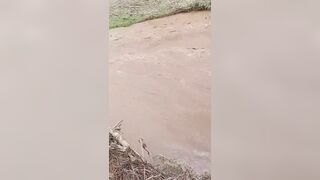 Mother and son have drowned while attempting to cross a local bridge