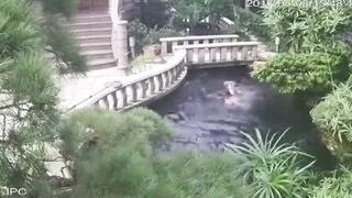 Cleaning Lady Drowned In Koi Pond
