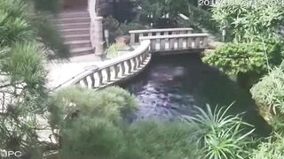 Cleaning Lady Drowned In Koi Pond