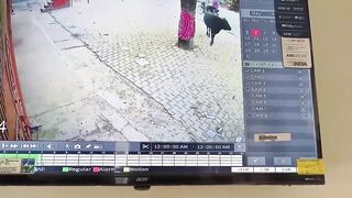 Man Tries To Scare A Stray Bull And Finds Out Fast